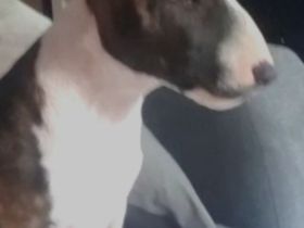 Miniatur Bullterrier,  reinrassig mit Ahnentafel