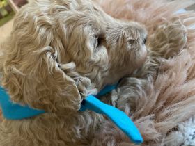 Goldendoodle Standard F1B