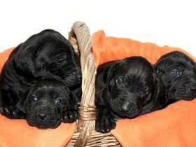 Ridgeback/ Weimaraner