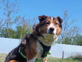 Milo, sucht einen Gnadenplatz