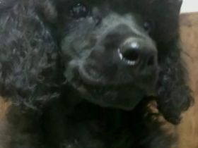 Kleinpudel schwarz (FCI)