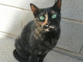 Flor, Einzelprinzessin