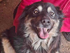 Laika, lebenslustig und menschenbezogen