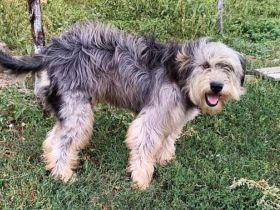 Akira, Handicap Hund