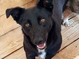 Blacky sucht sein..für immer Zuhause