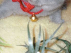 Reinrassige BKH Teddy Kitten in Grau/Blue ! ! !