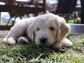 Golden Doodle Welpen