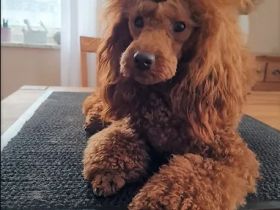 " DDANS DREAM TIM "  SPECIAL BOY  /  FCI