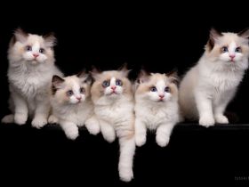 Cattery von Chawerim