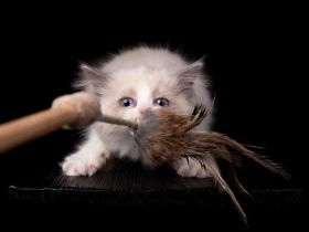 Cattery von Chawerim