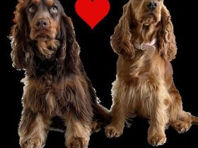 Wurfankündigung Englisch Cocker Spaniel