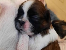 Shih tzu Welpen reinrassig