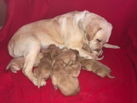 Reinrassige Labradorwelpen in Foxred
