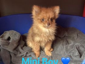 Zwergspitz m. Ahnentafel