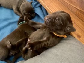 Labrador Welpen- Duale Linie mit Ahnentafel