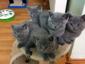 Reinrassige BKH Kitten, in einer wunderschöne Farbe blau