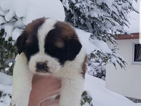 Giant aziz bernard yavrular