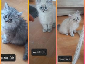 BKH Kitten ab sofort