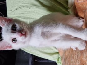 Babykatzen ab Ende April abzugeben