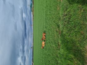 Wurfplanung/Ankündigung Rhodesian Ridgeback Welpen Nov 23