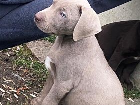 Drei Labrador Welpen suchen eine neue Familie