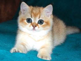 BKK Kätzchen mit Stammbaum und Impfungen, Eltern beide Champion, Kitten