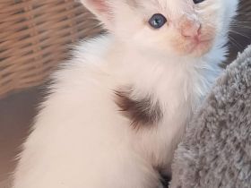 Reinrassige Maine Coon Kitten mit Stammbaum