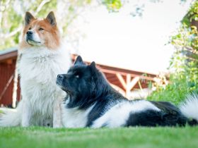 Elo®-Treffen auf dem Campingplatz im Eichenwald in Mittelhof