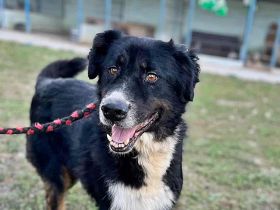 Jack sucht einen Gnadenplatz