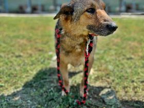 Jo, freundlicher und sozialer Oldie