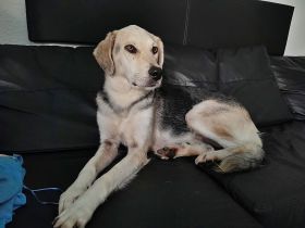 Indra, auf einer Pflegestelle
