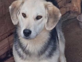 Indra, freundlich und verspielt