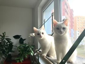 Zwei weiße Mischlingskatzen