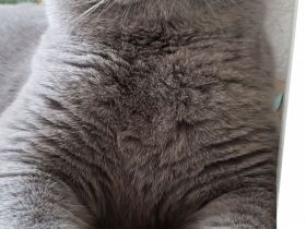 Reinrassiger BKH Deckkater mit bernsteinfarbenen Augen