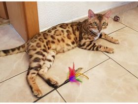 Reinrassiger Deckkater mit Stammbaum