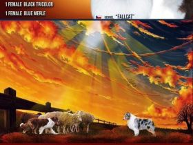 Reinrassige Australian Shepherd Welpen