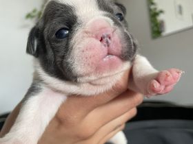 Französische Bulldogge welpen
