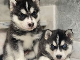 Siberian Husky Welpen