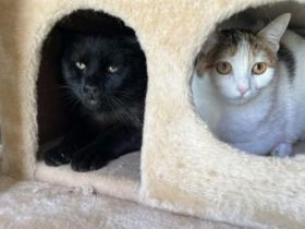 Carbón und Chica, FeLV positiv