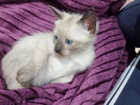 Süße Siam Kitten suchen neues zu Hause