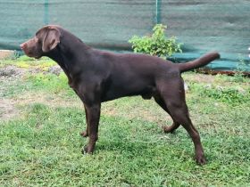 Labrador Deckrüde - Braun