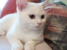 BKH , britisch Kurzhaar