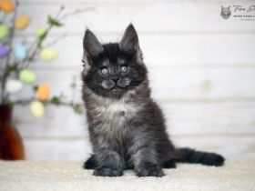 Maine coon (Stammbaum, Gentests)