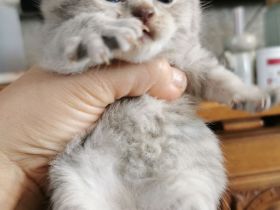 Reinrassige BKH Kitten