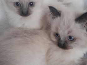 Siam kitten