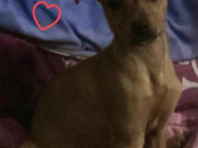 DRINGEND PFLEGE PLATZ GESUCHT!!!