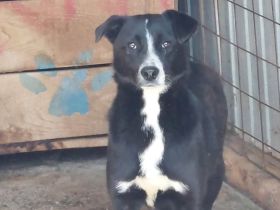 Nuri, verspielt, freundlich und sozial