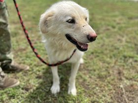 Shiro, freundlicher Oldie