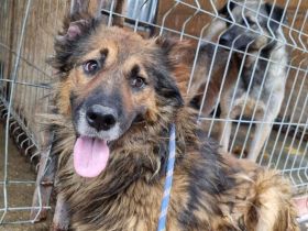 Zayon, sucht einen Gnadenplatz