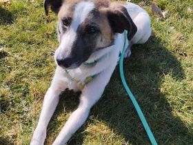 Soul, auf Pflege in Bad Endbach